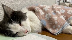 COOちゃんを助けてください。FIP(猫伝染性腹膜炎)闘病中 のトップ画像