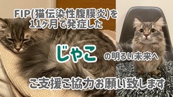 【FIP闘病中】じゃこの未来にお力を貸してください！ のトップ画像
