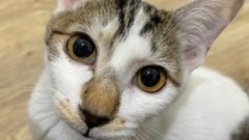 FIP（猫伝染性腹膜炎）闘病中のクフへのご支援お願い致します！！