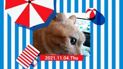 野良猫、地域猫を家猫にするプロジェクト のトップ画像