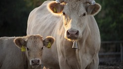 ヴィーガンレストラン/ヴィーガン事業者応援で、家畜たちを助けたい。 のトップ画像