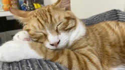 FIP後期（猫伝染症腹膜炎） と闘ってるベルくんを助けて下さい！ のトップ画像