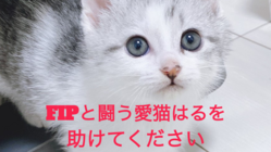 猫伝染性腹膜炎（FIP）と闘う愛猫「はる」を助けて下さい！