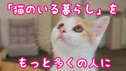 猫を家族にお迎えする、その一助となるような空間を維持していきたい のトップ画像