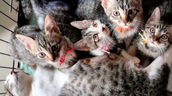 インドネシア『繋げたい命があります』保護部屋を借りさせて下さい!! のトップ画像