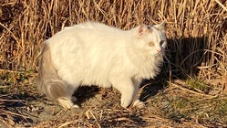 必死に生きたいと帰ってきた桃ちゃんを助けてください のトップ画像