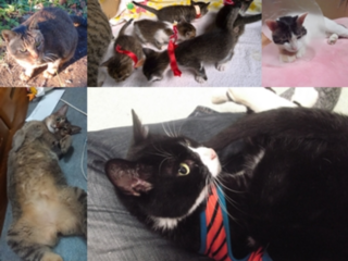 命が｢なおざり｣に！！飼い主のいない猫たちの将来を救いたい！ のトップ画像