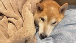 悪性リンパ腫の柴犬そらを助けたい！ のトップ画像