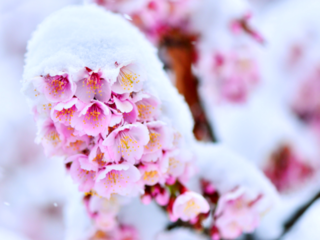 雪で桜を咲かせます！新潟・上越に期間限定の「桜茶屋」オープン のトップ画像