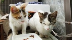 【野良・保護猫】10年以上続ける保護活動をこれからも続けていきたい のトップ画像