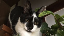 『コムギ』のSUBシステム手術のためのご支援お願いします。 のトップ画像