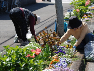 平均年齢70歳!私たちで地元宮崎にチューリップ3万本咲かせたい！