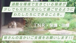 猫達のためにできることを!ご支援お願いします!! のトップ画像