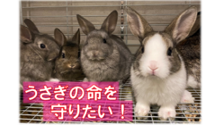 福岡市うさぎ愛護センター　 保護うさぎゼロを目指して！ のトップ画像