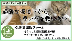 保護猫応援ファームのサポーター募集中！保護猫活動の継続支援を！ のトップ画像