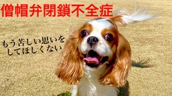 余命数ヶ月の7歳レディを助けたい！　心臓病【僧帽弁閉鎖不全症】 のトップ画像