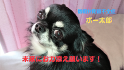 我が子 僧帽弁閉鎖不全症治療費の御支援をどうか宜しくお願い致します のトップ画像