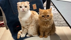 猫伝染性腹膜炎（FIP)のモンを助けたい のトップ画像