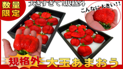 【今年もやります！】大きすぎて規格外の大玉あまおうを食べて欲しい！ のトップ画像