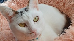 【難病FIP】大福の治療にご支援お願いいたします のトップ画像