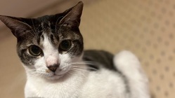 心筋症「つむぎ」の治療費のご支援をよろしくおねがいします のトップ画像