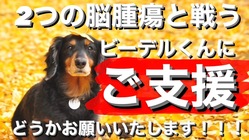 2つの脳腫瘍と戦うビーデルくん。どうかご支援お願いいたします！ のトップ画像