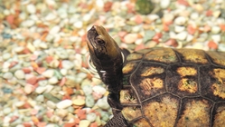 準絶滅危惧種のニホンイシガメを絶滅の危機から救いたい のトップ画像