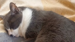 【急性腎不全】保護猫グレちゃんの治療継続にご協力をおねがいします！