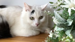 難病FIPの保護猫ハート❤️を助けてください のトップ画像