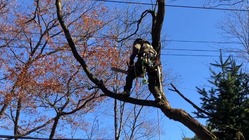  樹木医（アーボリスト）先進国の技術を日本に持ち帰りたい のトップ画像