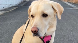 愛犬はなちゃんの右後脚の膝と人工股関節全置換手術にご協力ください！ のトップ画像