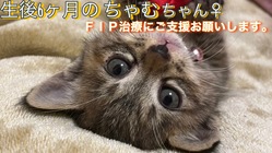 難病（FIP）猫伝染性腹膜炎と闘う愛猫『ちゃむ』を助けてください