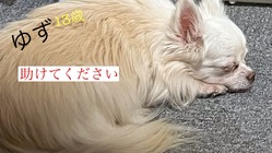 愛犬ゆずの手術費のご支援お願いします。時間がありません。 のトップ画像
