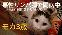 【悪性リンパ腫】と闘う3歳のモカを助けてください！ のトップ画像