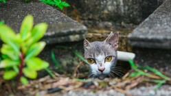 過酷な環境で暮らすノラ猫を減らしたい のトップ画像