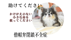 心臓病に苦しむ愛犬『ヒメ』の手術費用をご支援ください のトップ画像