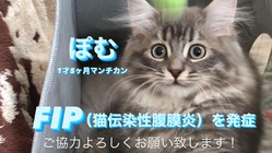 【FIP闘病中】ぽむの未来のためにご協力をお願い致します。 のトップ画像