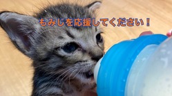 保護猫もみじ、FIPに負けないで！！兄弟の分も２倍幸せになろう！！ のトップ画像