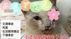 野良猫よもぎさんに幸せな日常を･･･^^ のトップ画像