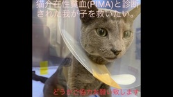 難病と闘う猫免疫介在性貧血(PIMA)の治療費の援助をお願いします のトップ画像