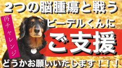 多発性脳腫瘍と戦う愛犬ビーデルくんにご支援お願いいたします！ のトップ画像