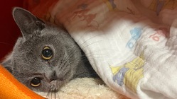 猫伝染性腹膜炎FIPドライ型後期発症したうなぎを助けてください のトップ画像