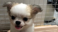 先天性門脈シャントの赤ちゃん犬マロンを助けてください！ のトップ画像