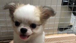先天性門脈シャントの赤ちゃん犬マロンを助けてください！