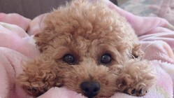 １歳で迎え入れたLuluの門脈シャントを治療するために のトップ画像