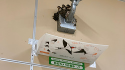 ツバメの子育てを守る活動2023 のトップ画像