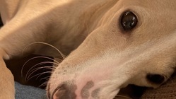 生後８ヶ月で僧帽弁閉鎖不全症になった愛犬の手術費用を助けて下さい！