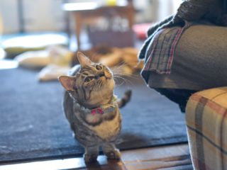 北海道初！保護シェルター付附属動物病院を開設し猫を助けたい！