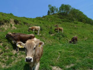 島根県奥出雲町にある〈ダムの見える牧場〉を皆が笑顔の牧場へ！ のトップ画像
