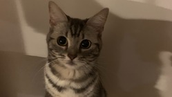 「起源の特定できない肉腫」と闘う小さな命にご支援をお願い致します。 のトップ画像